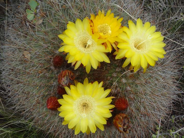 Kaktusblüten -  Argentinien